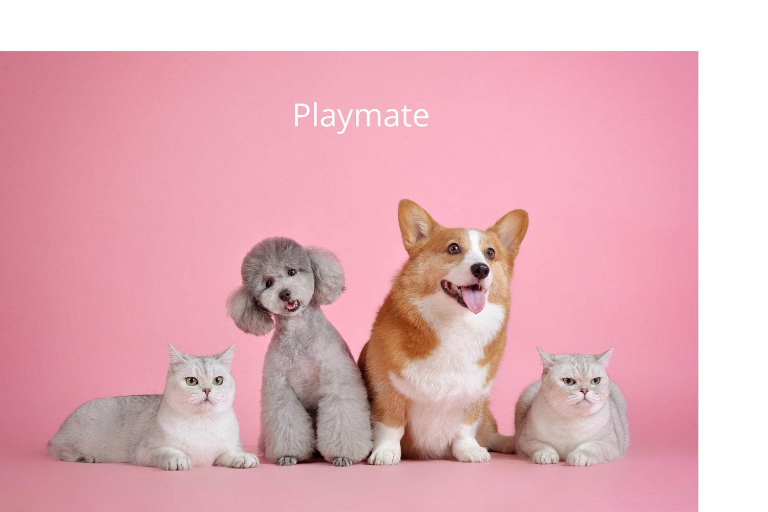 Honden/Katten Benodigdheden